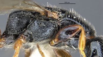 Media type: image;   Entomology 30940 Aspect: thorax lateral